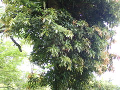 Machilus japonica
