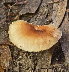 Rhodocollybia incarnata
