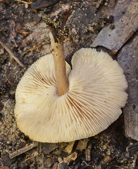 Rhodocollybia incarnata