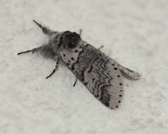 Furcula occidentalis