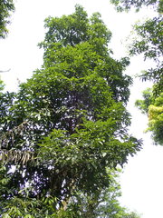 Machilus japonica