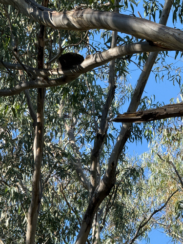 White-winged Chough