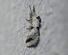 Furcula scolopendrina