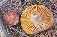 Russula kalimna