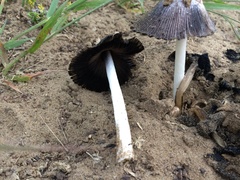 Coprinus calyptratus