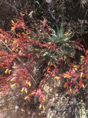 Dudleya saxosa collomiae