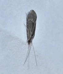 Annulipalpia