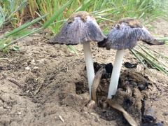Coprinus calyptratus