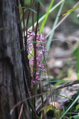 Dipodium variegatum, photograph (c) Sofia Zvolanek, some rights reserved (CC BY)