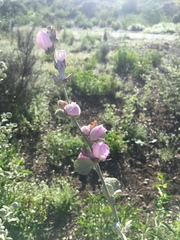 Malacothamnus jonesii