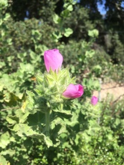 Malacothamnus lucianus