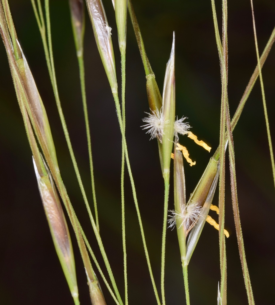 Blackseed Needlegrass