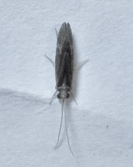 Annulipalpia