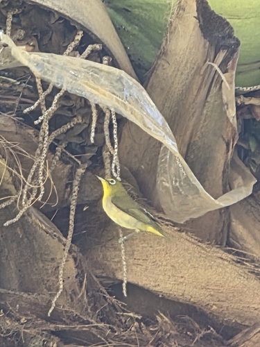 Zosterops japonicus observed 2026-06-15