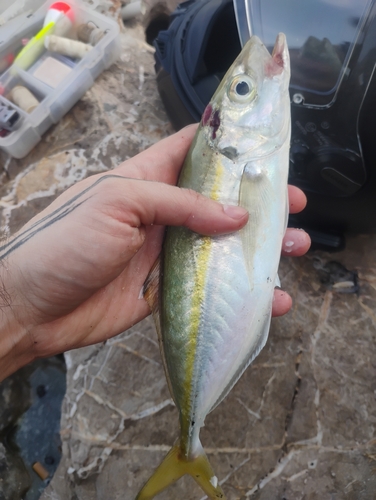 False scad (Caranx rhonchus) — Carangidae — 3