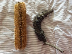 Banksia ericifolia