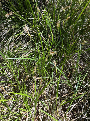 Carex geyeri, 2026-06-15
