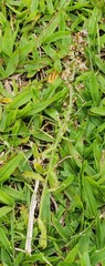 Gamochaeta americana, photograph (c) 胡正恆(Jackson Hu), some rights reserved (CC BY)