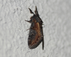 Notodonta scitipennis