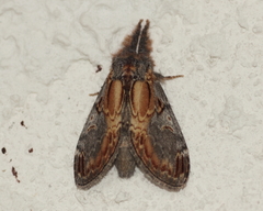 Notodonta scitipennis