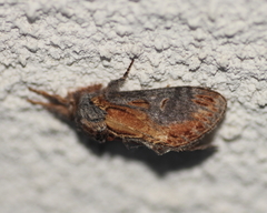Notodonta scitipennis
