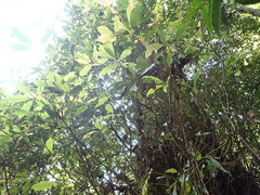 Machilus japonica