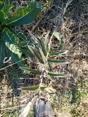 Oxypetalum solanoides, photograph author not stated, no rights reserved