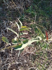 Oxypetalum solanoides, photograph author not stated, no rights reserved