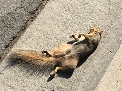 Sciurus niger