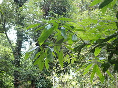 Lithocarpus brevicaudatus