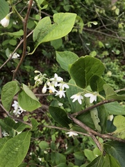 Styrax americanus