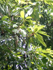 Machilus japonica