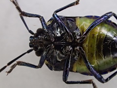 Aplerotus