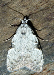 Meganola phylla