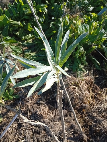 Solanum glaucophyllum