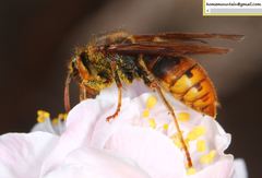 Vespula koreensis