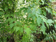 Acer caudatifolium
