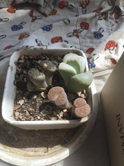 Lithops