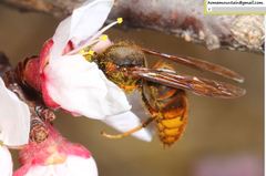 Vespula koreensis