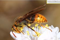 Vespula koreensis
