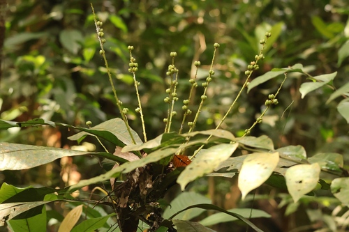 Agrostistachys observed 2026-05-30
