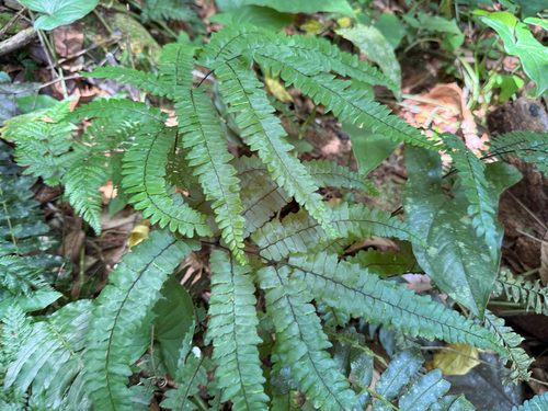 Adiantum pyramidale observed 2026-06-15