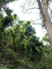 Litsea acuminata