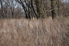 Odocoileus virginianus