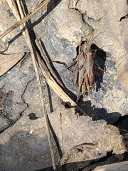 Tettigidea lateralis