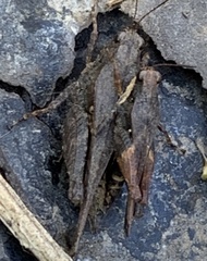Tettigidea lateralis