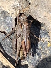 Tettigidea lateralis