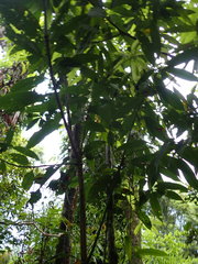Lithocarpus brevicaudatus