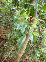 Pyrenaria microcarpa