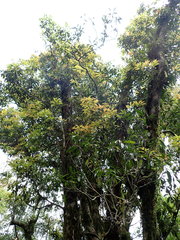 Machilus japonica